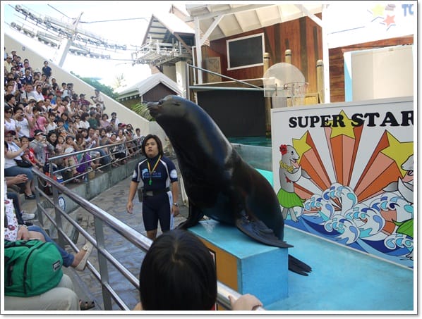 ▌花蓮海洋公園▌以為到了國外?這裡是太平洋海岸最大最美的花蓮海洋公園 - 第51張圖 ▌花蓮海洋公園▌以為到了國外?這裡是太平洋海岸最大最美的花蓮海洋公園