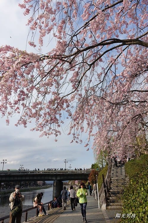 ▌京都。賞櫻▌♥京都十大賞櫻景點、賞櫻路線♥2016日本櫻花情報分享