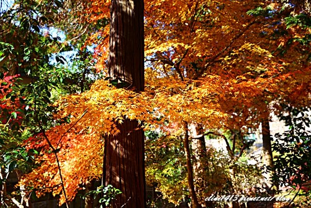 ▌京都賞楓▌京都賞楓名所♥瑠璃光院♥絕美夢幻的紅葉美景by陽光男孩