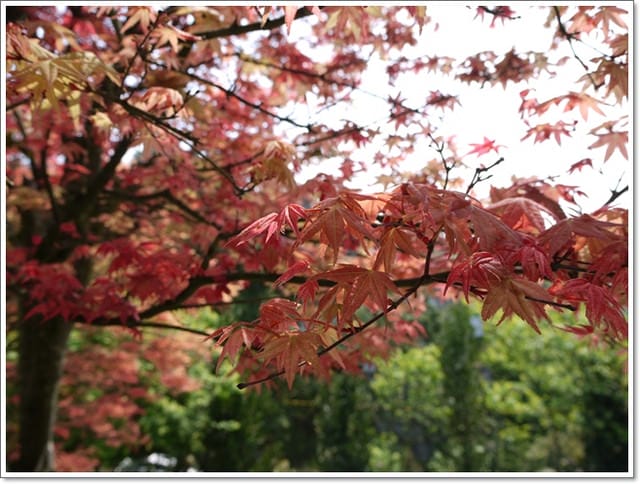 春天˙楓葉紅了~【台北奧萬大】賞楓好地方