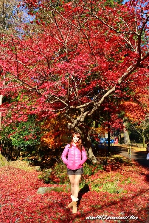 ▌京都賞楓▌京都賞楓名所♥瑠璃光院♥絕美夢幻的紅葉美景by陽光男孩