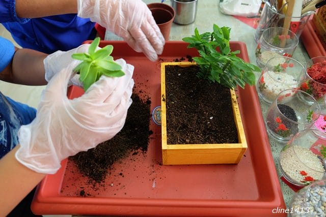 ▌宜蘭新景點▌療癒又有趣的♥多肉王國♥親手DIY盆栽好好玩! 親子DIY/親子景點/雨天備案好去處