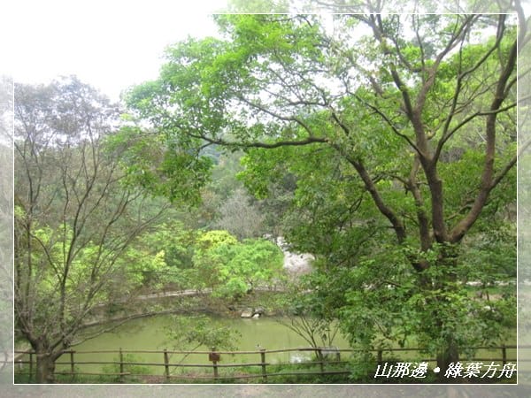 ▌苗栗景點 ▌我在森林綠海!山那邊*綠葉方舟