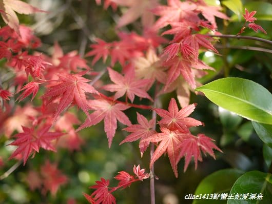 ♥ 迷人的四月楓紅 ♥ 陽明山台北奧萬大