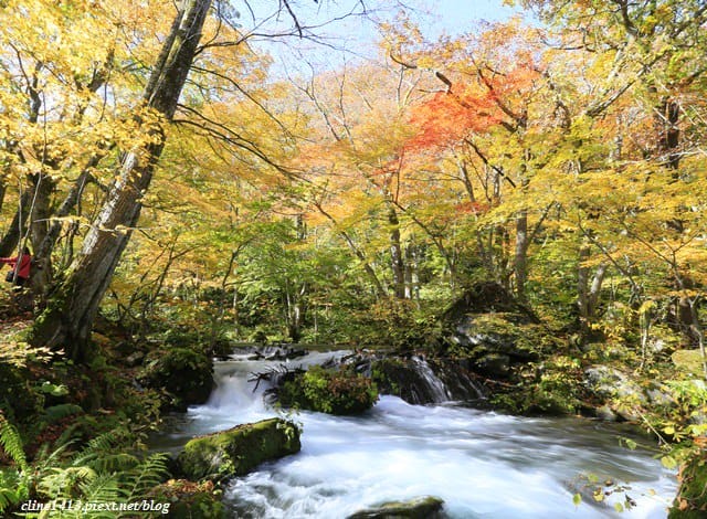 ▌日本東北賞楓▌絕美賞楓景點♥奧入瀨溪流散策♥彷彿走進畫布裡的美景