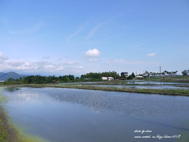 【宜蘭景點】安貴妃拜年♥ 宜蘭三星米香銀柳節♥大同鄉秘境牛鬥賞櫻 ♥