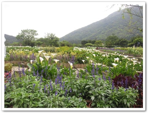 浪漫海芋季<苗榜>&海芋花賞 - 第11張圖 浪漫海芋季<苗榜>&海芋花賞