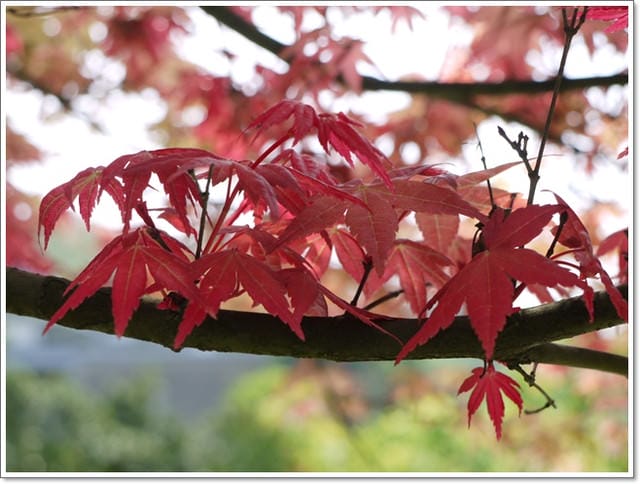 春天˙楓葉紅了~【台北奧萬大】賞楓好地方