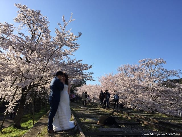 ▌京都。賞櫻▌♥京都十大賞櫻景點、賞櫻路線♥2016日本櫻花情報分享