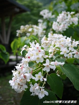 【旅遊】二訪宜蘭˙湖畔莊園& 梅花湖畔遇見桐花