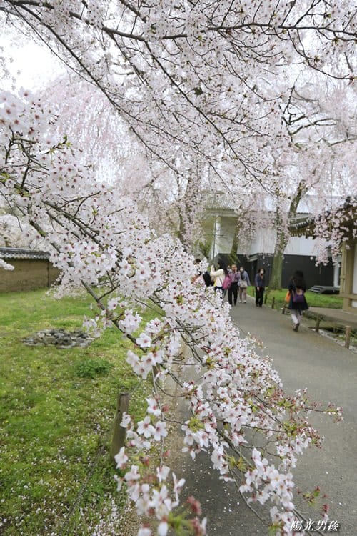 ▌京都。賞櫻▌♥京都十大賞櫻景點、賞櫻路線♥2016日本櫻花情報分享