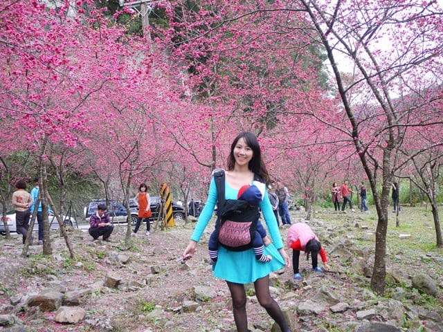 【宜蘭景點】安貴妃拜年♥ 宜蘭三星米香銀柳節♥大同鄉秘境牛鬥賞櫻 ♥