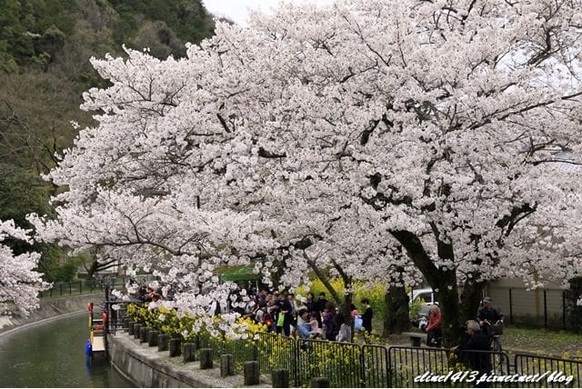 ▌京都。賞櫻▌♥京都十大賞櫻景點、賞櫻路線♥2016日本櫻花情報分享