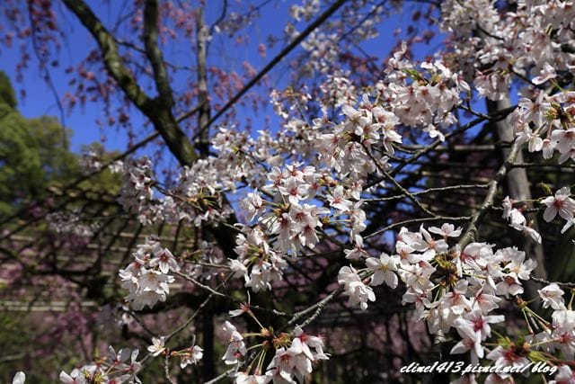 _MG_8565.JPG
