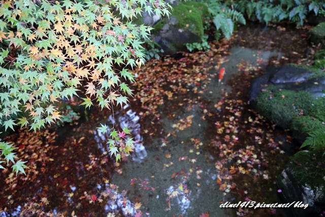 ▌京都賞楓▌京都賞楓名所♥瑠璃光院♥絕美夢幻的紅葉美景by陽光男孩