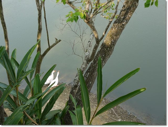 ▌苗栗景點▌苗栗賞桐好地方~清幽寧靜【湖畔花時間】