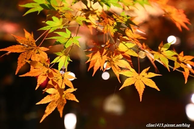 ▌京都賞楓▌必訪名所♥永觀堂♥日楓、夜楓都很迷人