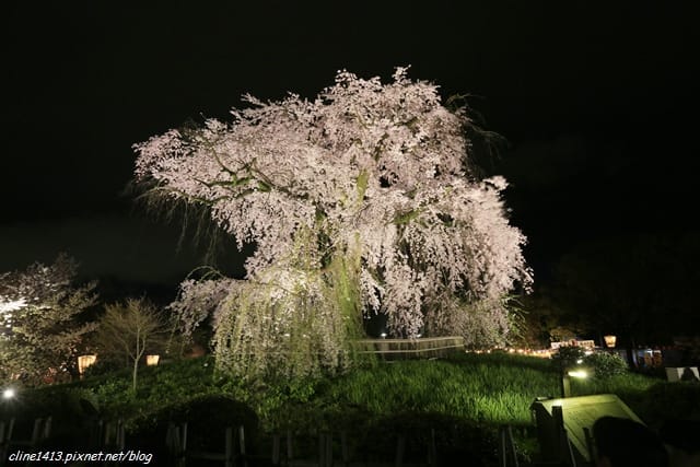 ▌京都。賞櫻▌♥京都十大賞櫻景點、賞櫻路線♥2016日本櫻花情報分享