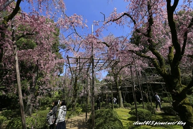 ▌2015京都賞櫻 ▌賞櫻必訪♥平安神宮。神苑♥超級大鳥居,絕美八重枝垂櫻綻放