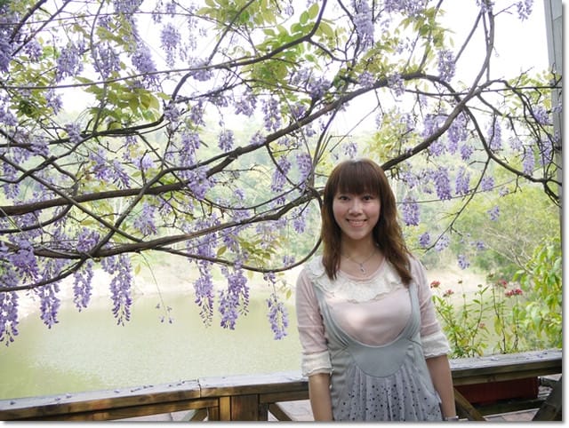 ▌苗栗景點▌苗栗賞桐好地方~清幽寧靜【湖畔花時間】