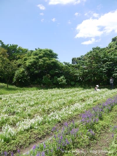 【北部景點】以為在國外? 超夢幻水教堂&熱門婚紗景點♥ 淡水˙大屯花卉農場♥