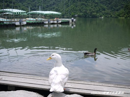 【旅遊】二訪宜蘭˙湖畔莊園& 梅花湖畔遇見桐花