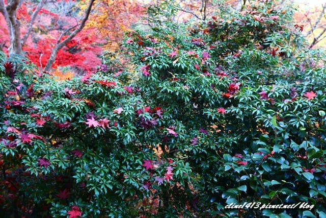 ▌京都賞楓▌京都賞楓名所♥瑠璃光院♥絕美夢幻的紅葉美景by陽光男孩
