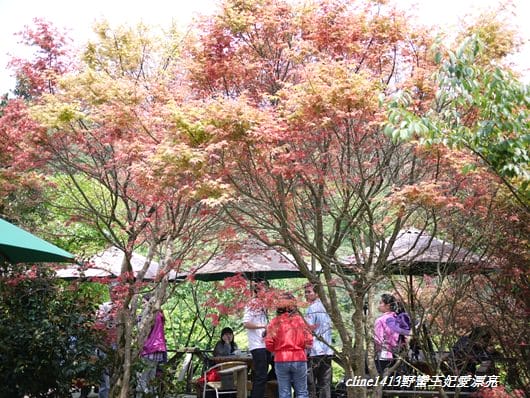 ♥ 迷人的四月楓紅 ♥ 陽明山台北奧萬大