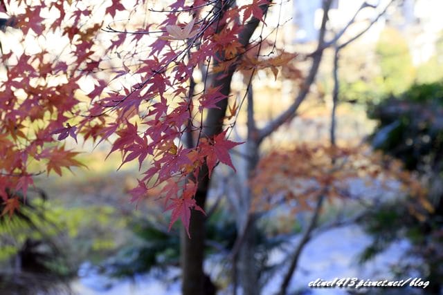 ▌京都賞楓▌京都賞楓名所♥瑠璃光院♥絕美夢幻的紅葉美景by陽光男孩