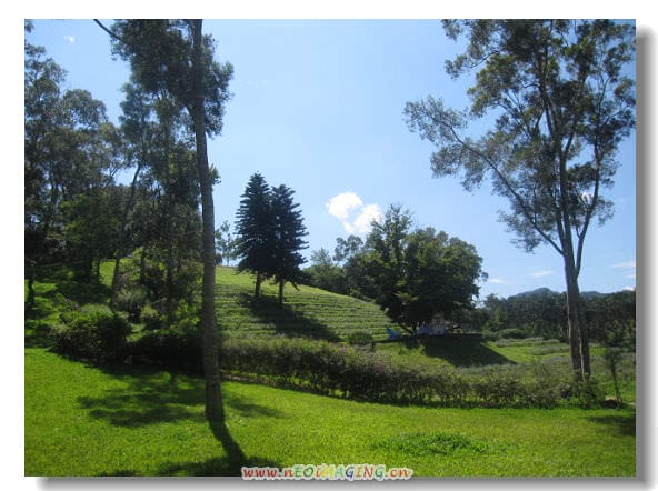 ▌苗栗景點▌仲夏*幸福薰衣草森林之旅[明德店]