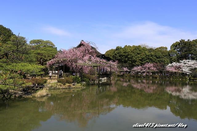 ▌京都。賞櫻▌♥京都十大賞櫻景點、賞櫻路線♥2016日本櫻花情報分享