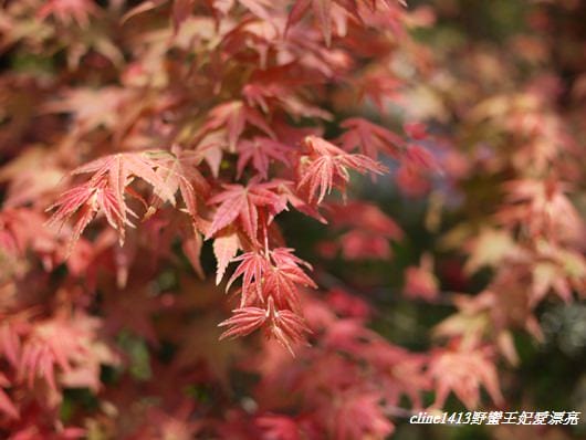 ♥ 迷人的四月楓紅 ♥ 陽明山台北奧萬大