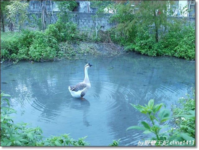 ▌花蓮民宿▌秋天˙我們相約在~花見幸福[景觀篇]