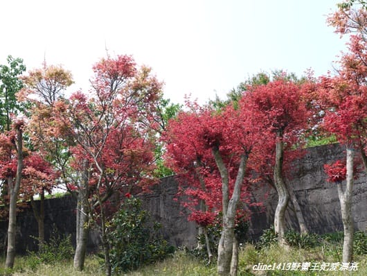 ♥ 迷人的四月楓紅 ♥ 陽明山台北奧萬大