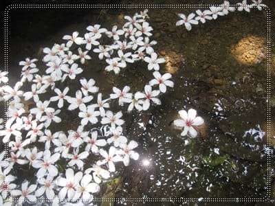 土城桐花季*遊*桐花 - 第16張圖 土城桐花季*遊*桐花