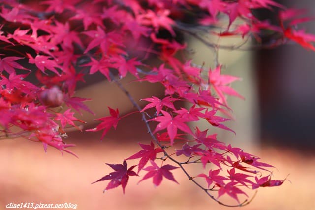 ▌京都賞楓▌♥蓮華寺♥小景卻意外讓人驚豔的楓葉美景