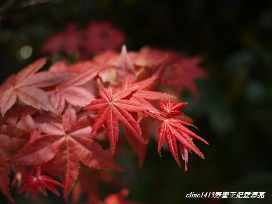 ♥ 迷人的四月楓紅 ♥ 陽明山台北奧萬大