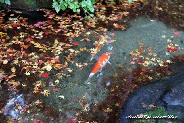 ▌京都賞楓▌京都賞楓名所♥瑠璃光院♥絕美夢幻的紅葉美景by陽光男孩