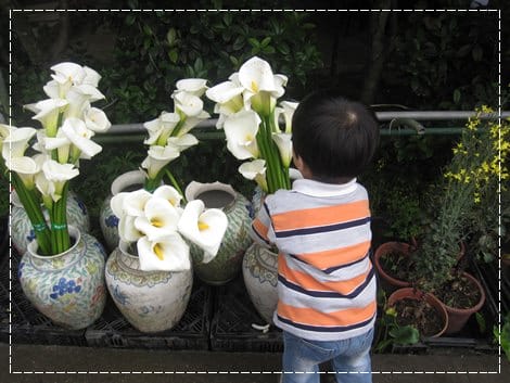 浪漫海芋季<苗榜>&海芋花賞 - 第14張圖 浪漫海芋季<苗榜>&海芋花賞