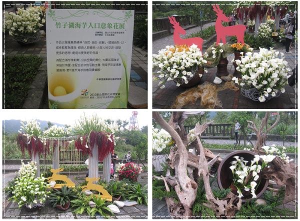 浪漫海芋季<苗榜>&海芋花賞 - 第2張圖 浪漫海芋季<苗榜>&海芋花賞