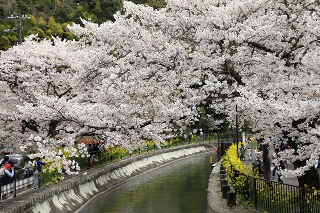 ▌京都。賞櫻▌♥京都十大賞櫻景點、賞櫻路線♥2016日本櫻花情報分享