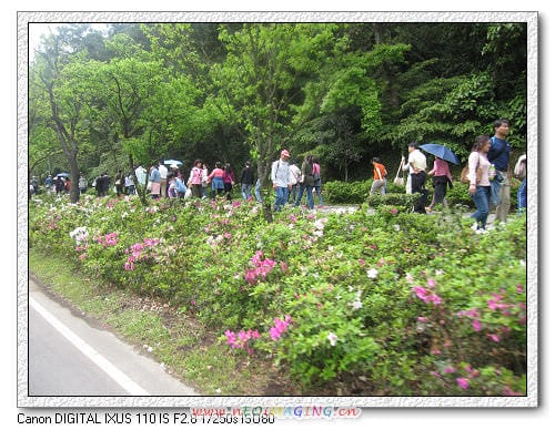 白色情人節~陽明山賞花去 - 第12張圖 白色情人節~陽明山賞花去